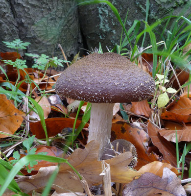 Armillaria lutea - Knolhoningzwam