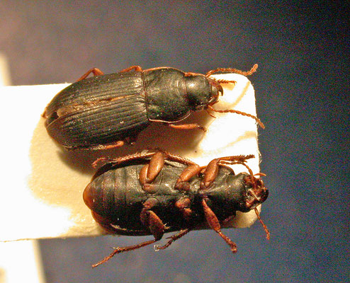 Harpalus luteicornis