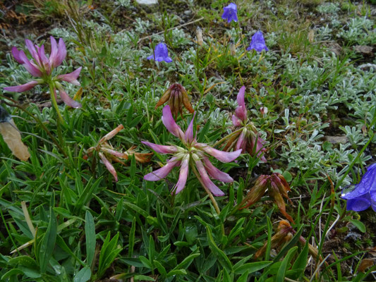 Trifolium alpinum