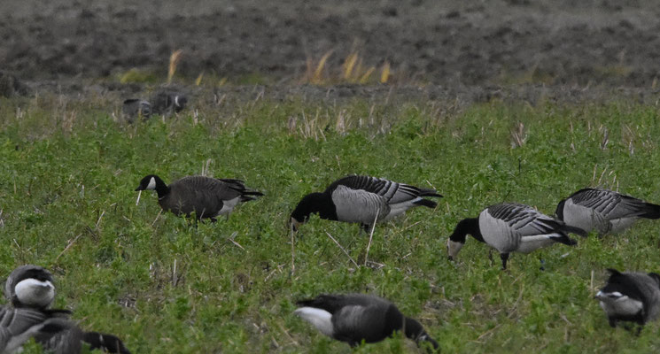 Kleinste Canadese gans, rondje Delta