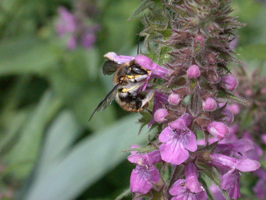 Anthidium manicatum - Grote wolbij