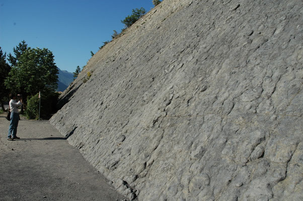wand met ammonieten