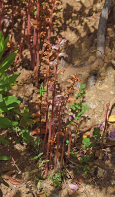 Orobanche species - bremraap