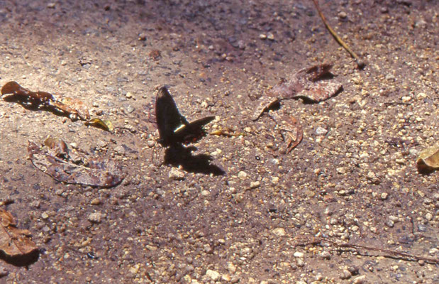 Red-bodied Swallowtail