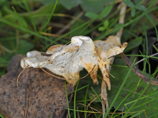 Stinktolletje