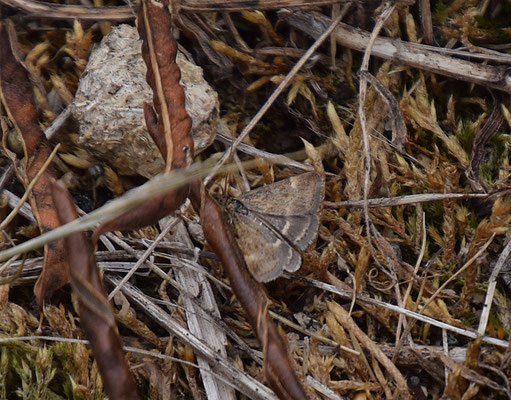 Pyrausta despicata - Weegbreemot