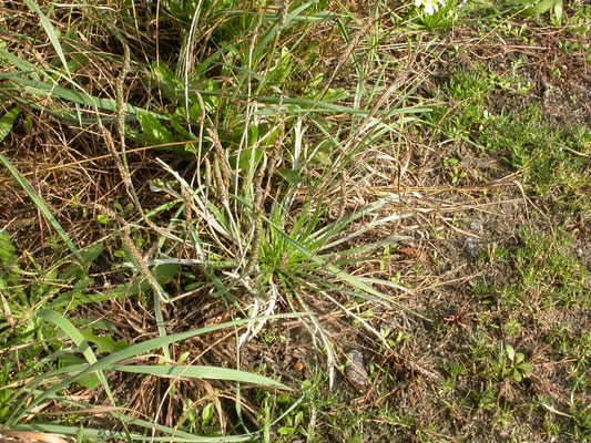 Plantago coronopus - Hertshoornweegbree