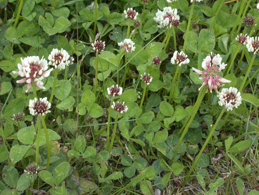 Trifolium repens - Witte klaver