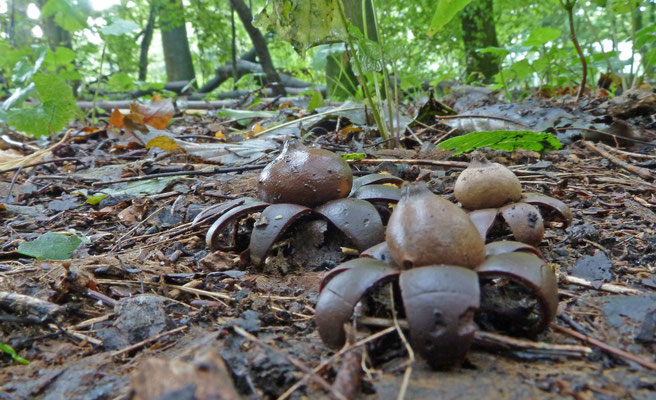 Geastrum corollinum-Tepelaardster