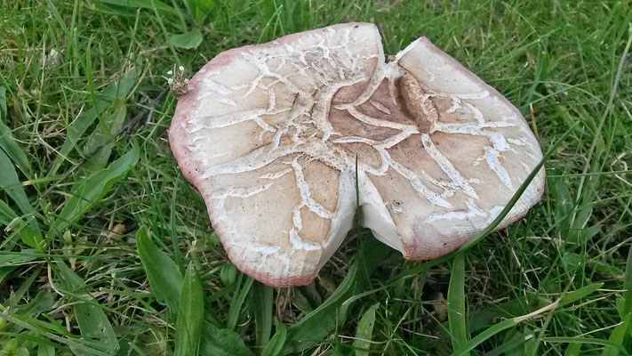 Russula exalbicans - Verblekende russula