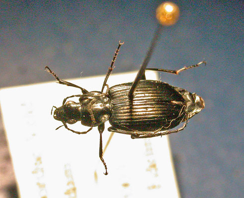 Agonum afrum