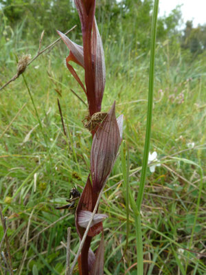 Serapias vomeracea