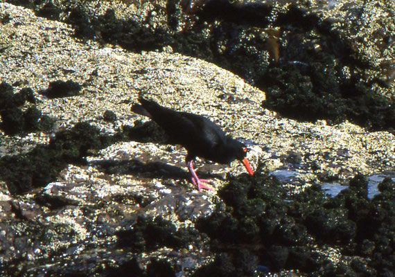 Black Oystercatcher
