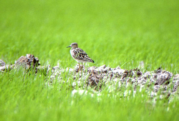 Buff-breasted Sandpiper
