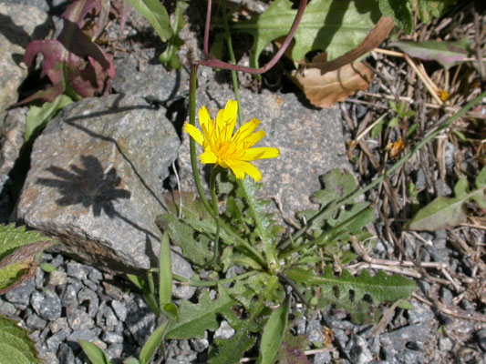 Hippochaeris radicata - Gewoon biggenkruid