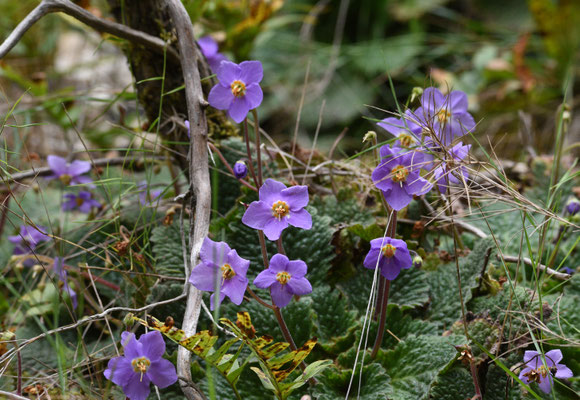 Ramonda myconi