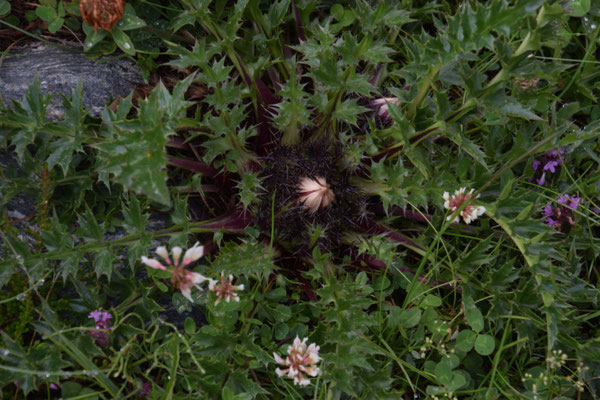Carlina acanthifolia