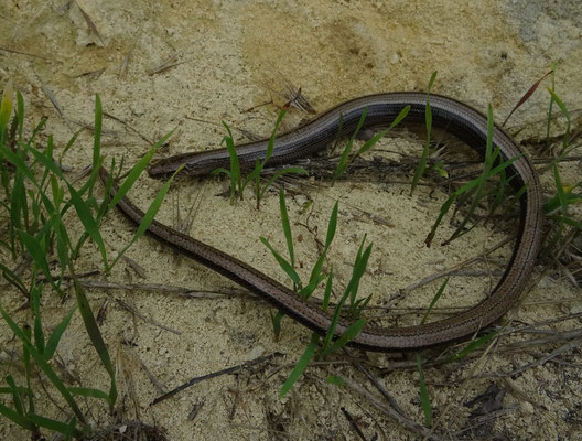 hazelworm