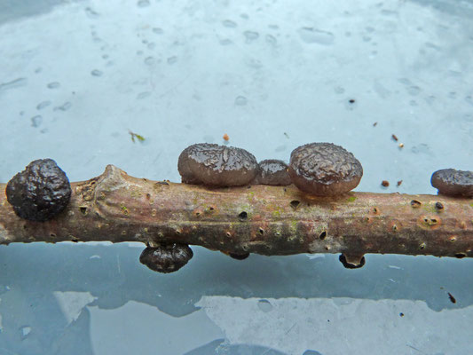 Diatrypella quercina - Eikenschorsschijfje en Exidia truncata - Eikentrilzwam