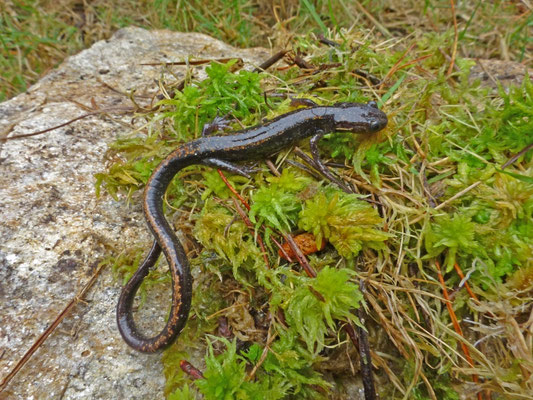 Chioglossa lusitanica