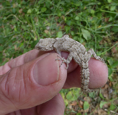 Mediodactylus kotschyi