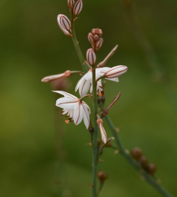 Asphodelus fistulosus