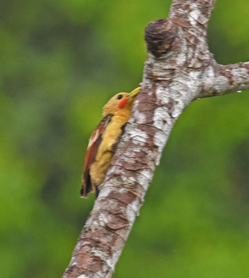 Cream-colored Woodpecker, female