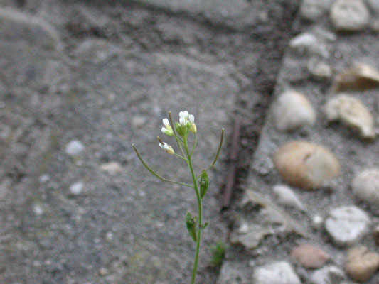 Arabidopsis thaliana - Zandraket