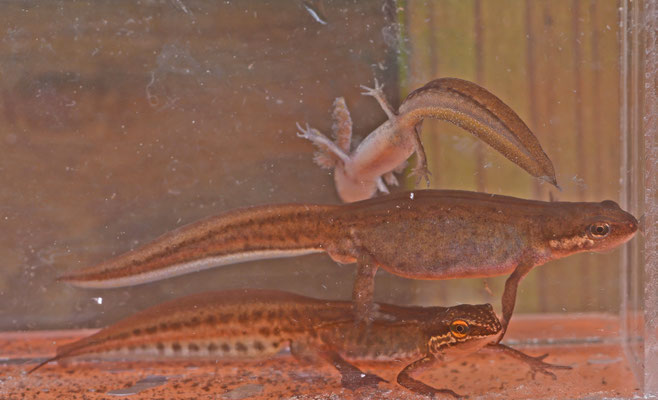 Vinpootsalamander