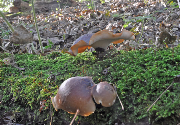 Polyporus badius - Peksteel