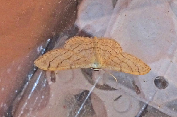 Idaea aversata - Grijze stipspanner