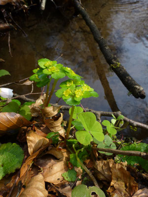 Chrysosplenium alternifolium - Verspreidbladig goudveil