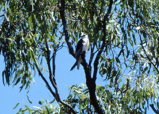 Australian Black-shouldered Kite