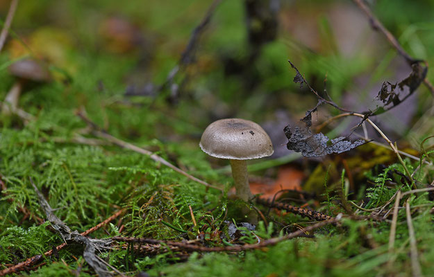 Hygrophorus pustulatus - Stippelsteelslijmkop