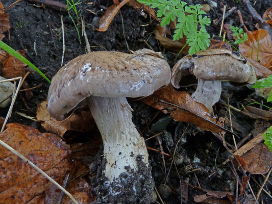 Cortinarius infractus - Olijfkleurige gordijnzwam