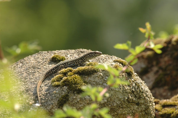 muurhagedis (Podarcis muralis)