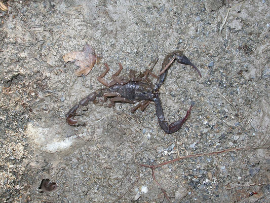 Iurus dufoureius