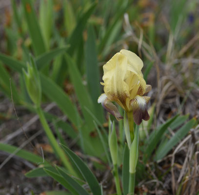 Iris suaveolens