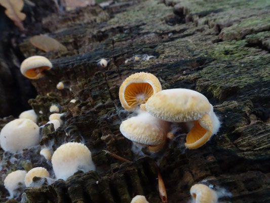Phyllotopsis nidulans - Oranje oesterzwam