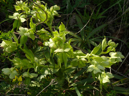 Helleborus foetidus - Stinkend nieskruid