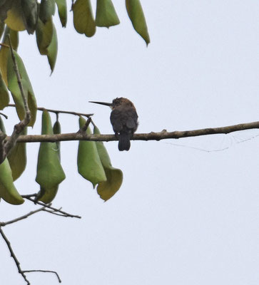 Brown Jacamar