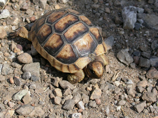 Griekse landschildpad