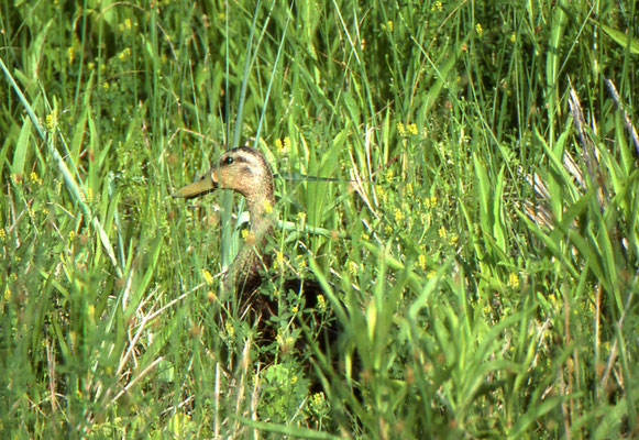 Black Duck