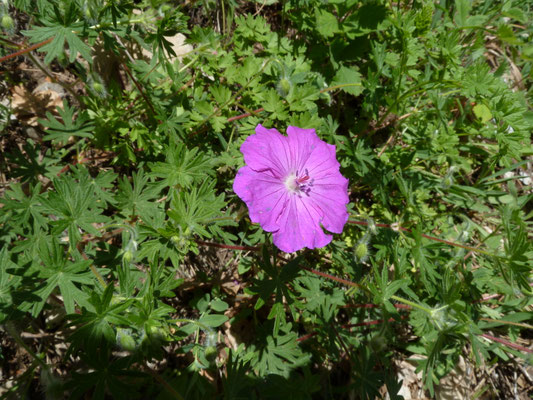 Geranium macrostylum