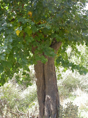 Acer obtusatum