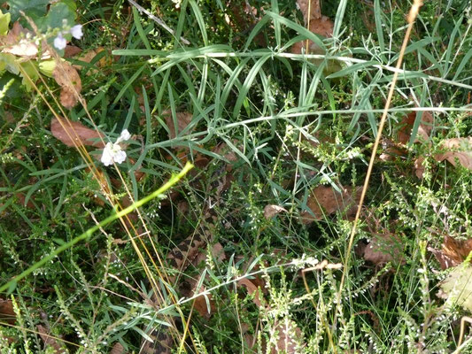 Adder