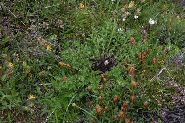 Carlina acanthifolia