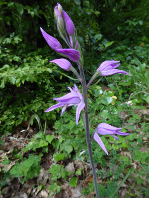 Rood bosvogeltje - Cephalanthera rubra