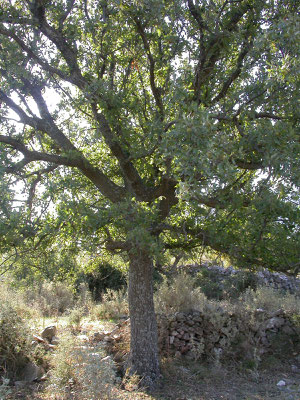 Quercus aegilops