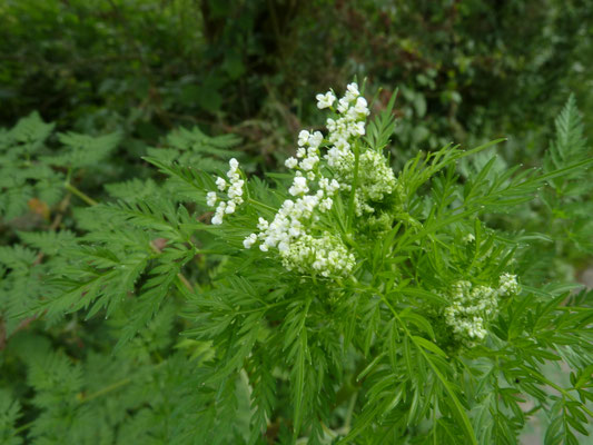 Chaerophyllum bulbosum - Knolribzaad